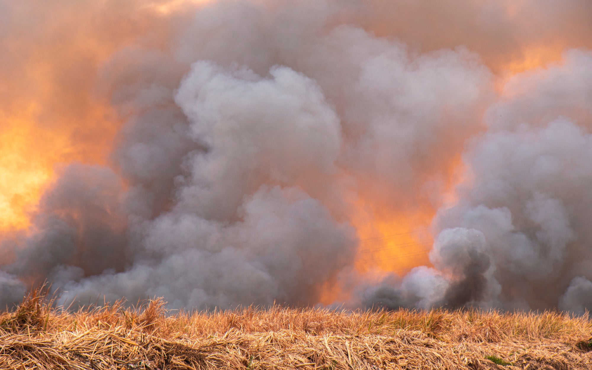 5 Tips to Protect Yourself From Wildfire Smoke - Molekule