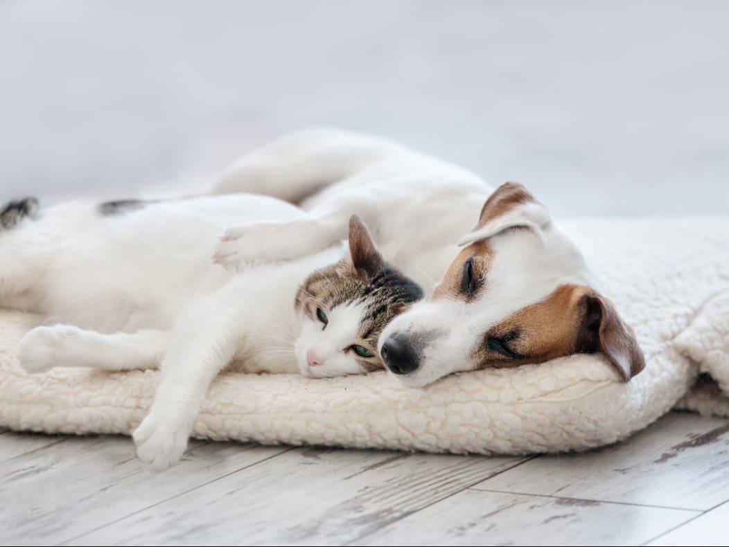 air purifier for pet odors