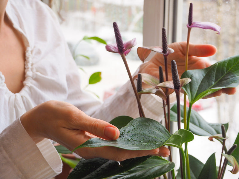 Best Indoor Plants for Allergies Do They Help or Cause Allergies