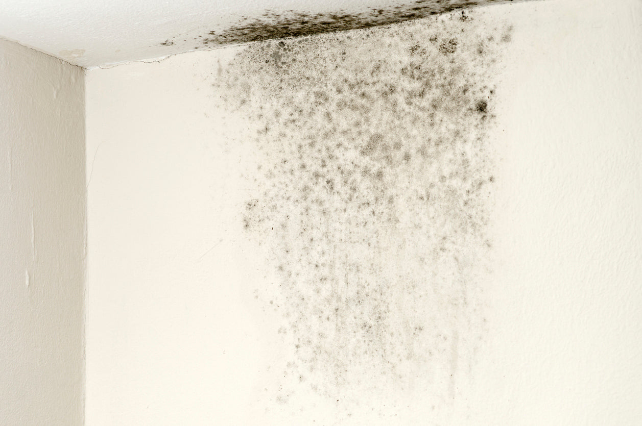 Can an Ionizer Air Purifier Actually Kill Mold? Molekule