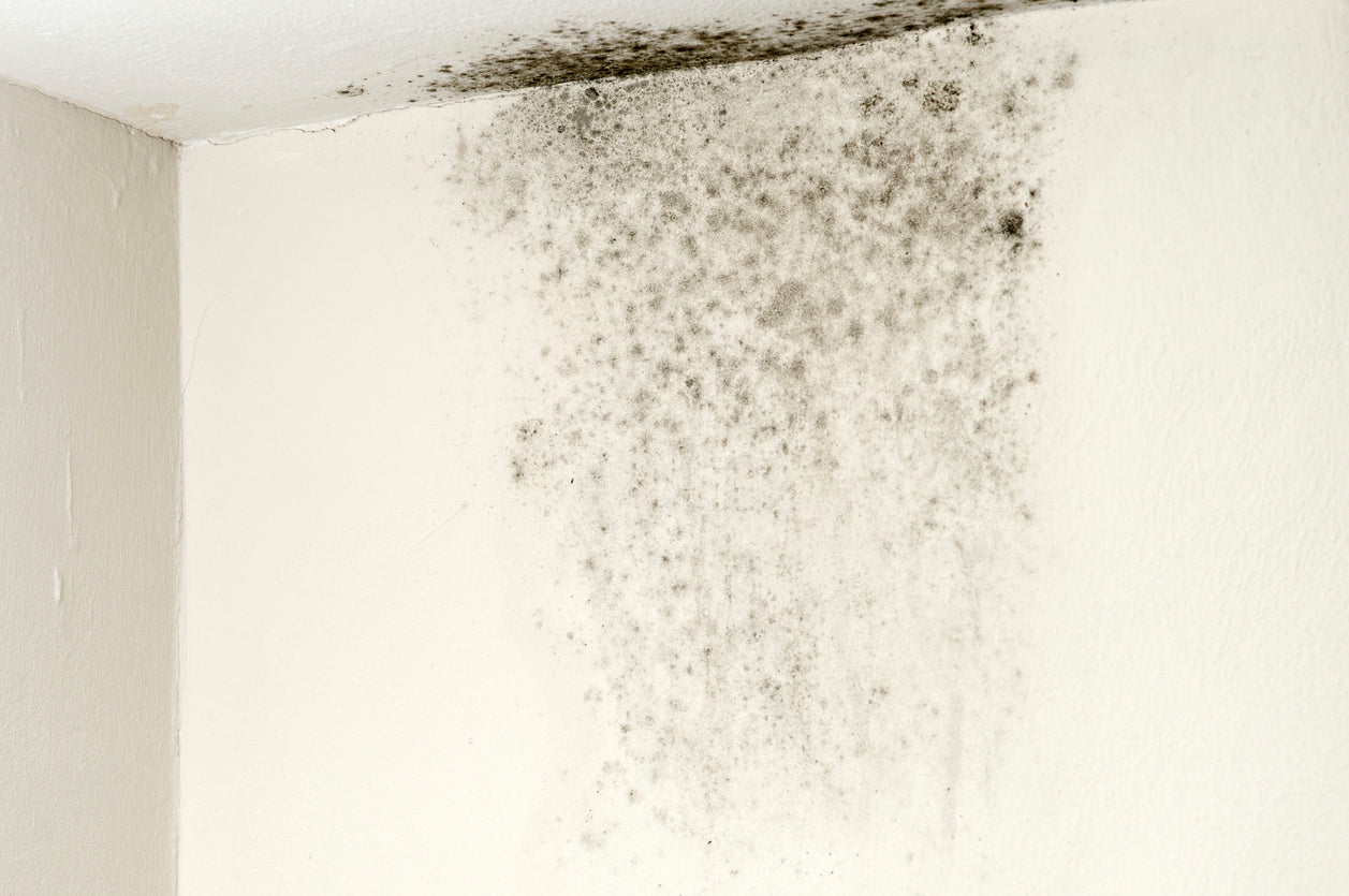 mold in corner of a home