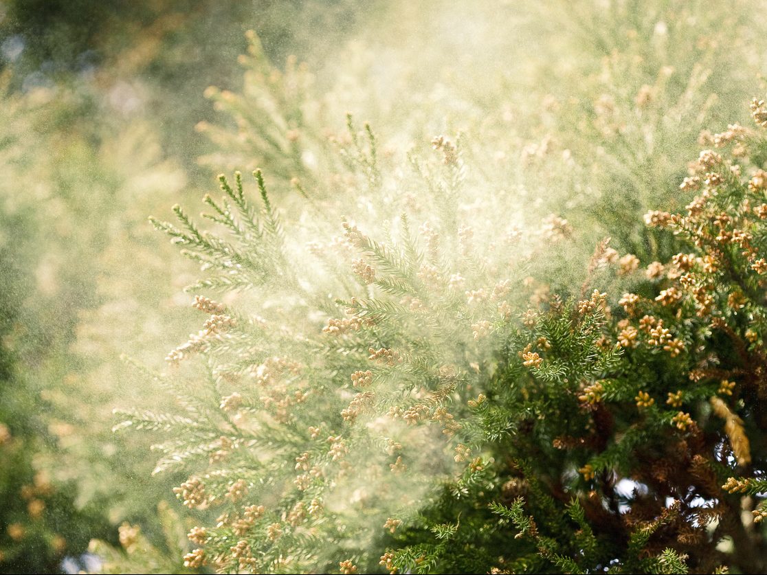 pollen cloud from cedar tree