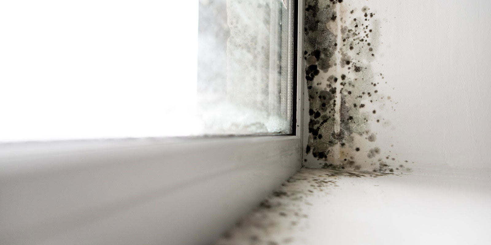 mold growth on windowsill