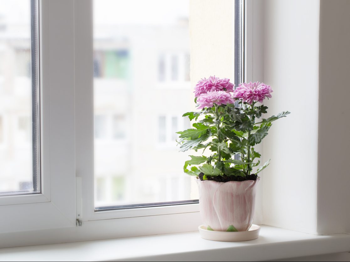 Chrysanthemum on a windowsill 