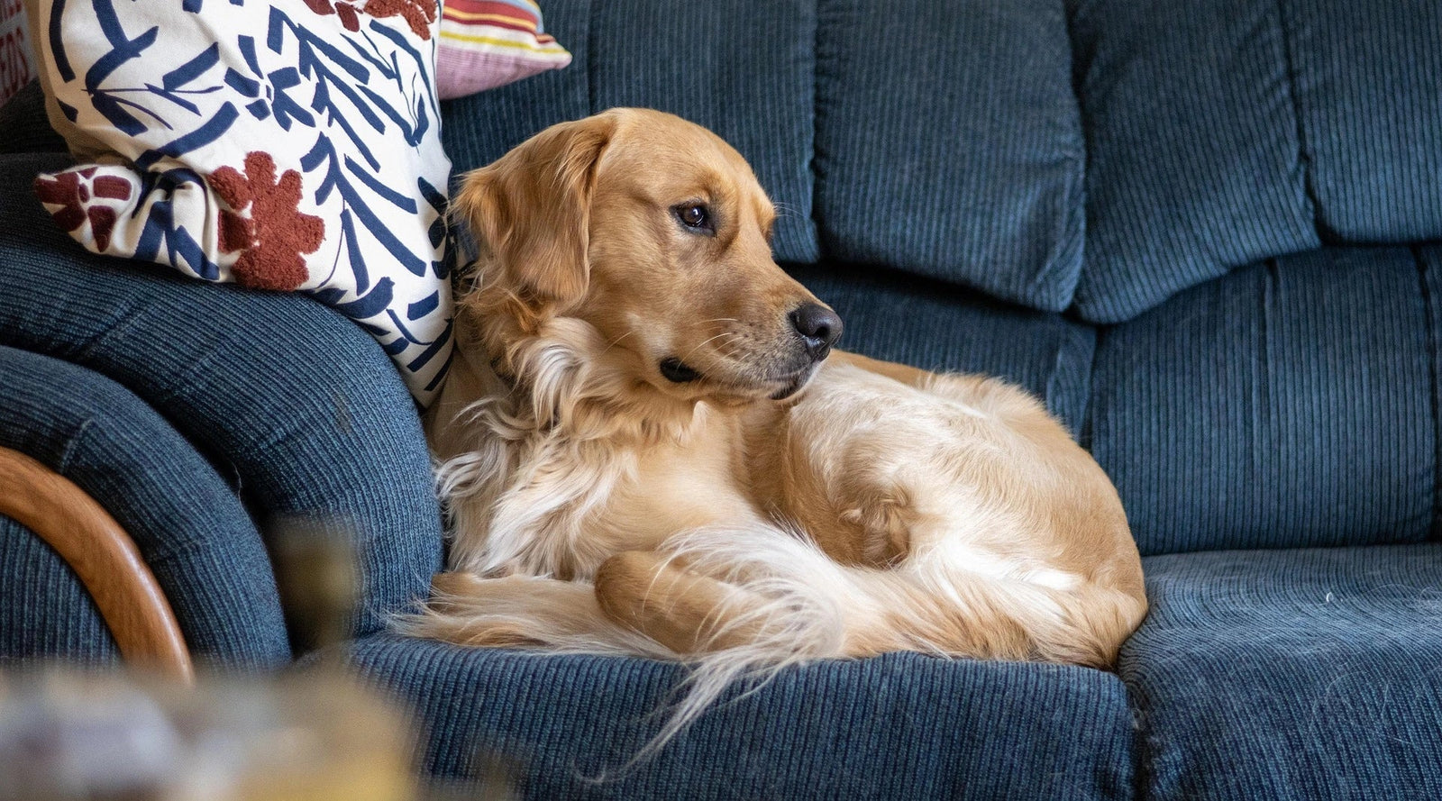 How to Reduce Dust in Your Home if You Have Pets