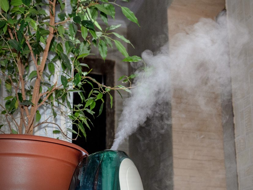 Can a Humidifier Help with Allergies? Molekule