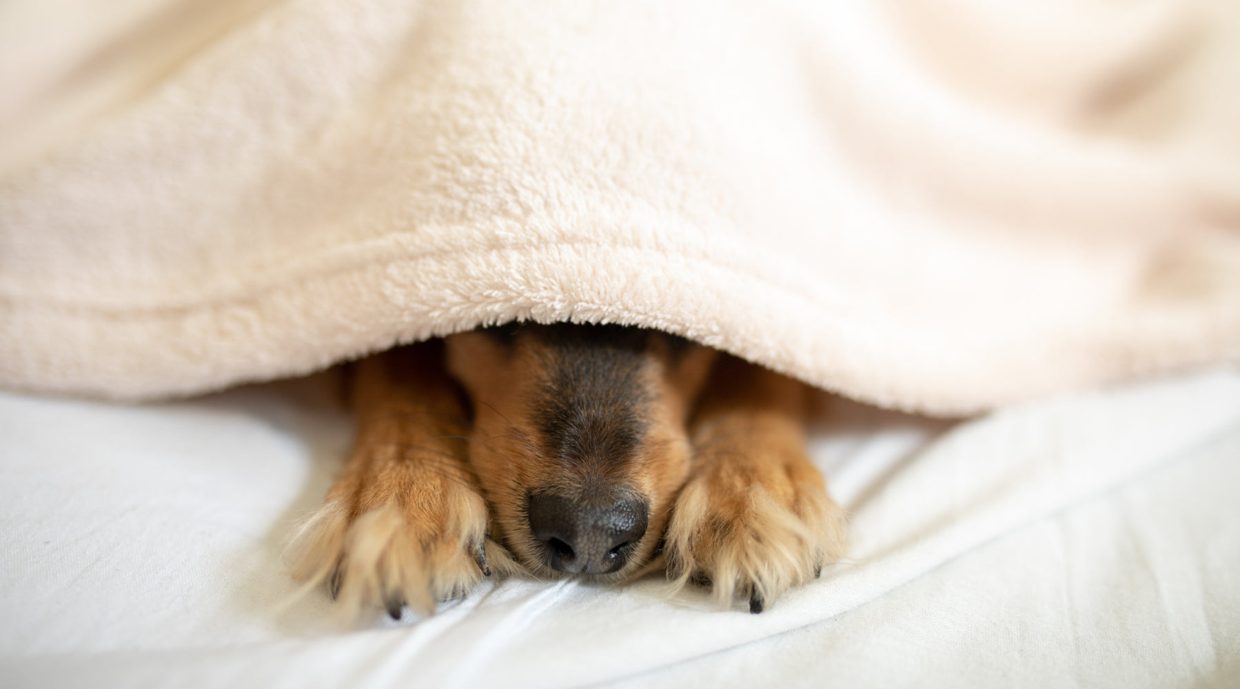 Cute dog snuggled under blanket