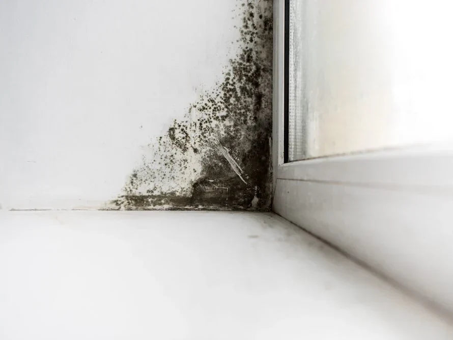 Mold Inspection 101: How Much It Costs in 2026 & When to Get One