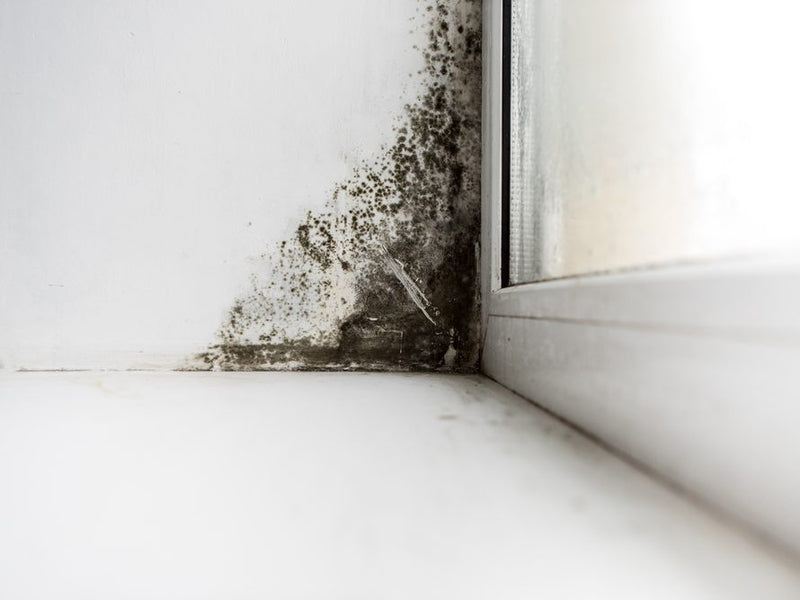 Mold Removal Tampa