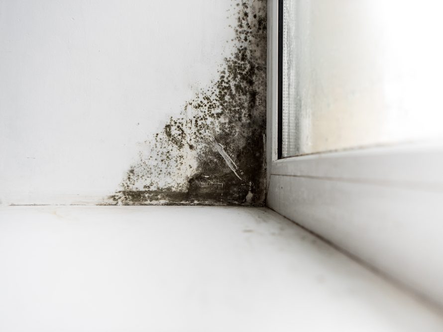 Mold growing in the corner of a room