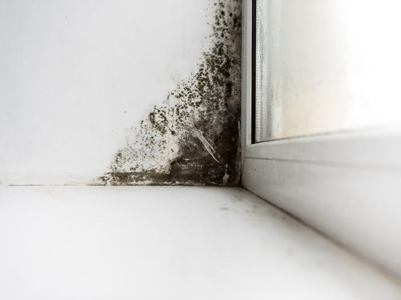 Mold Inspection 101: How Much It Costs and When to Get One - Molekule