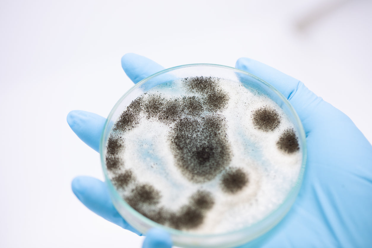 mold growth in petri dish