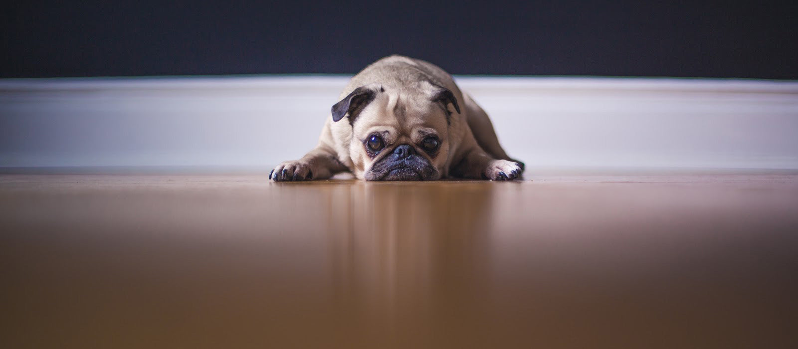 A pug dog laying on a wooden floor