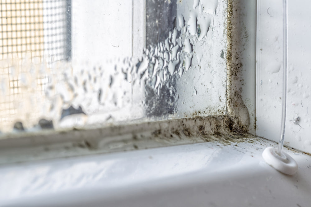 Mold growing on a damp windowsill