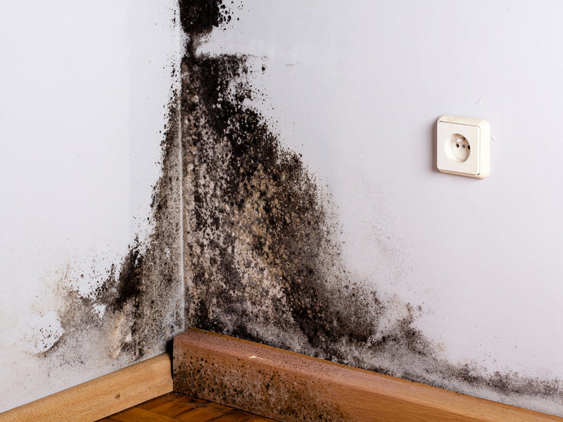Signs of Black Mold in Air Vents & Should You Be Worried?