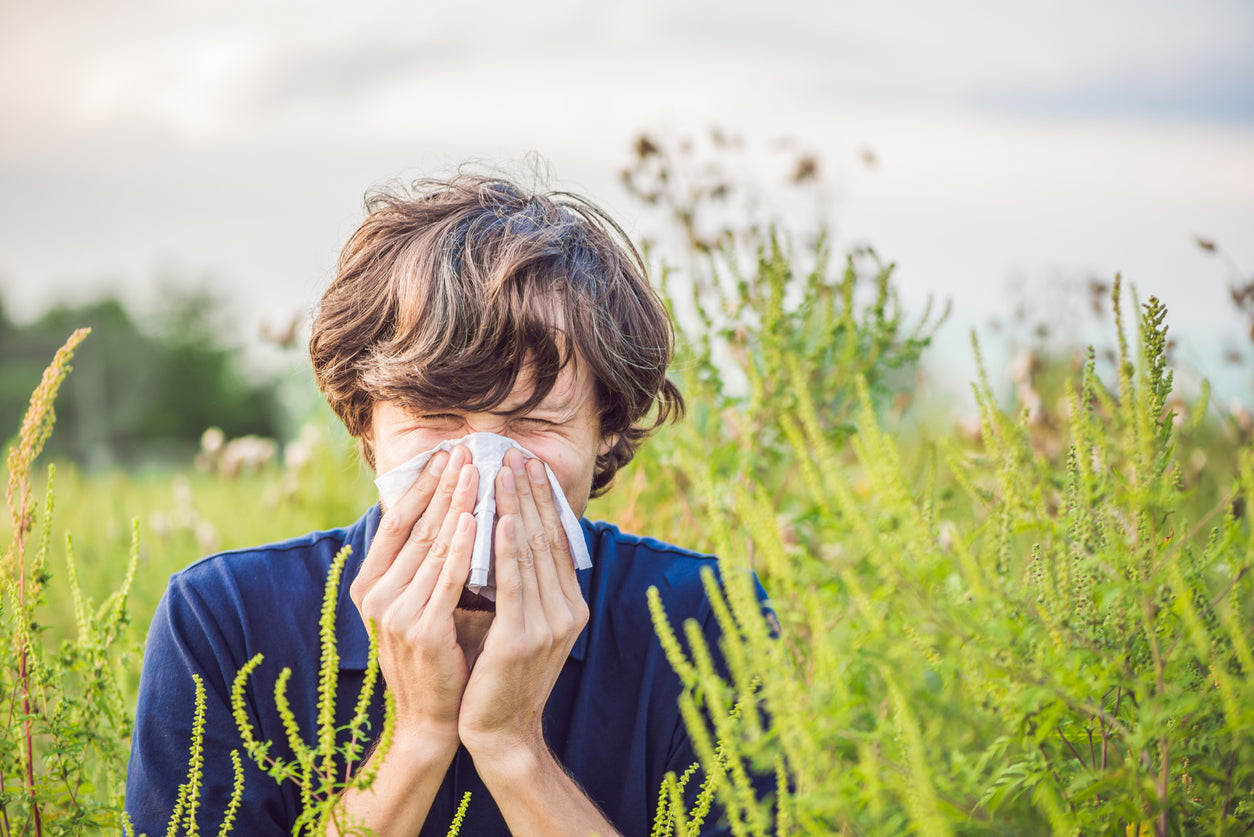 Outdoor summer allergies to ragweed
