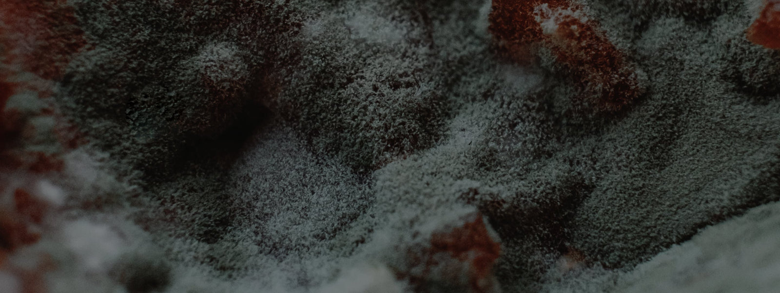 Close up of mold