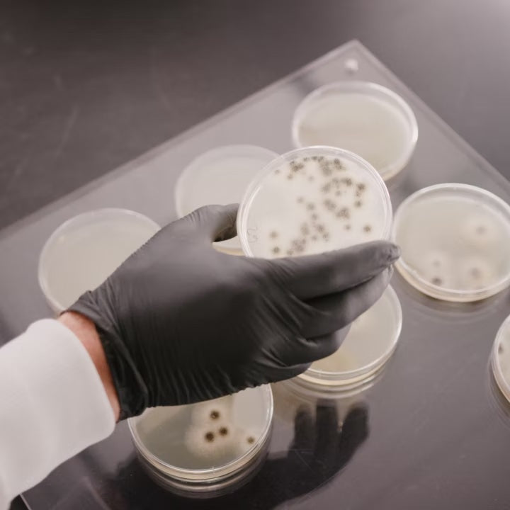 Lab testing bacteria cultures