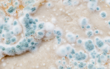 10 Science-backed Natural Remedies for Congestion - Molekule