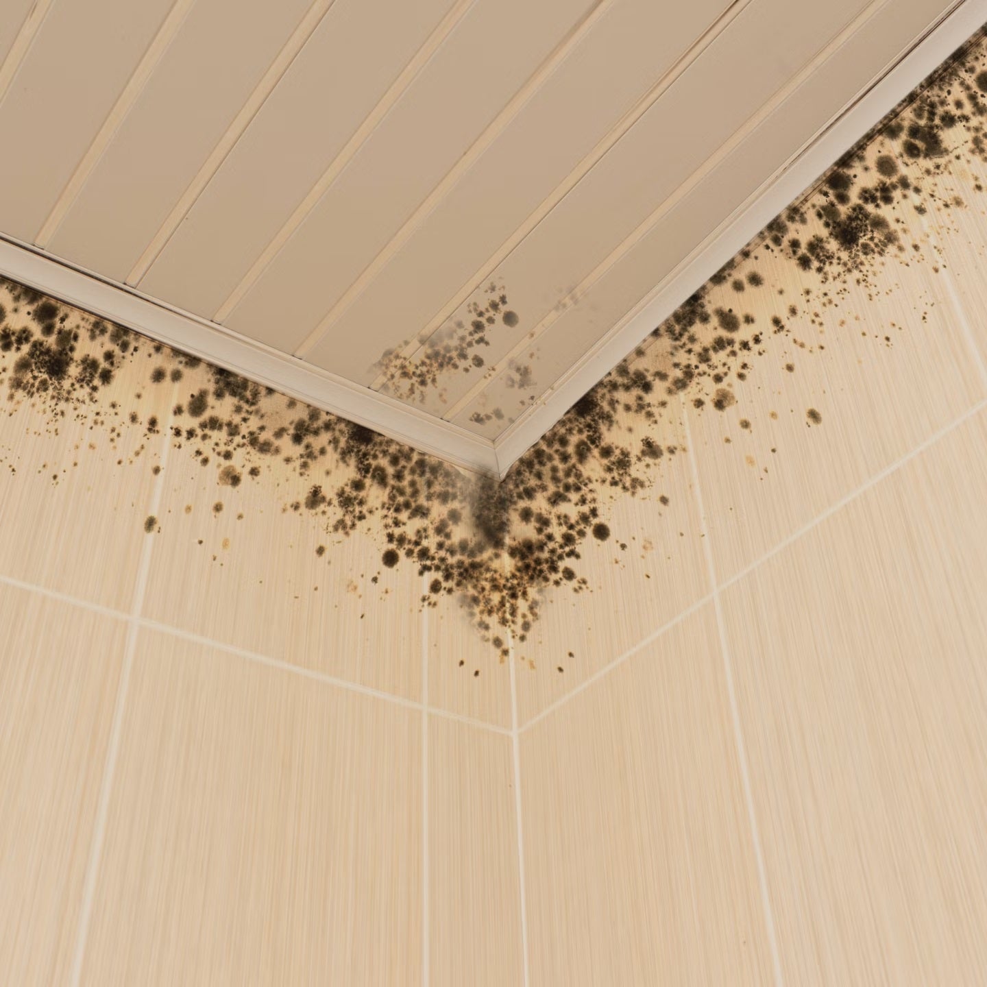 Mold on the walls and ceiling of a home